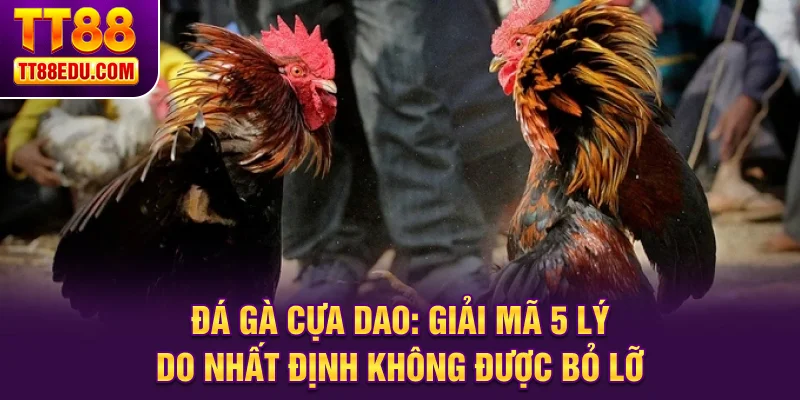 Đá gà cựa dao tt8