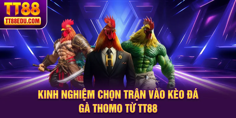 Kinh nghiệm chọn trận vào kèo đá gà Thomo từ TT88